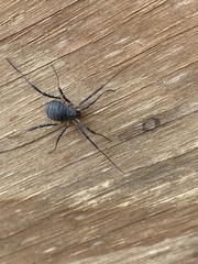 Eumesosoma