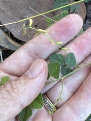 Rhynchosia reticulata