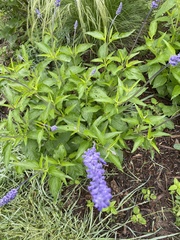 Salvia farinacea