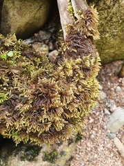 Hyocomium armoricum