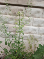 Capsella bursa-pastoris