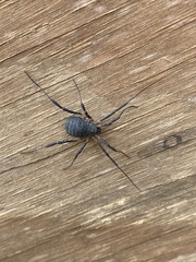 Eumesosoma