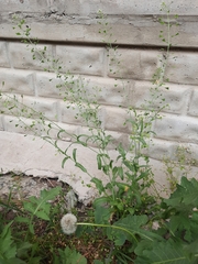 Capsella bursa-pastoris