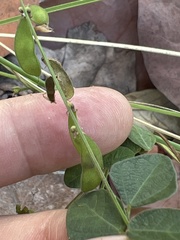 Rhynchosia reticulata