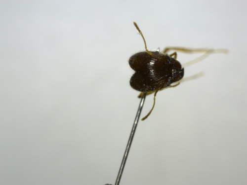 Pheidole multidens