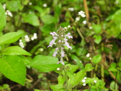 Stachys geobombycis