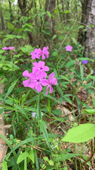 Phlox glaberrima