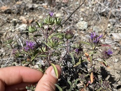 Monardella douglasii