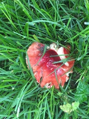 Russula tenuiceps