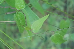 Dioscorea burchellii