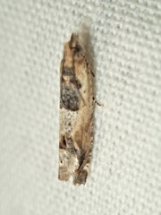 Spilonota constrictana