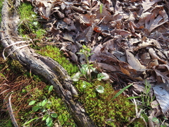 Ranunculus micranthus