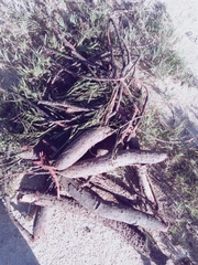 Elephantorrhiza goetzei