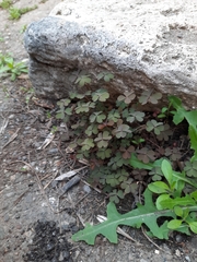 Oxalis corniculata