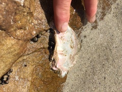 Striostrea margaritacea