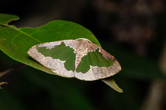 Celenna festivaria