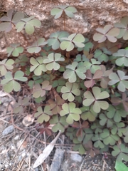Oxalis corniculata