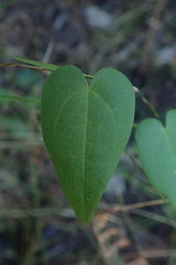 Dioscorea burchellii