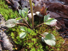 Ranunculus micranthus