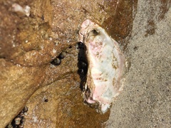 Striostrea margaritacea