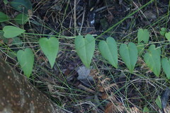 Dioscorea burchellii