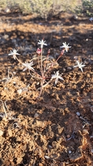 Strumaria discifera discifera