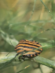 Graphosoma lineatum siciliensis