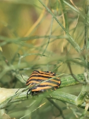 Graphosoma lineatum siciliensis