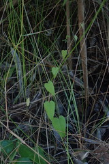 Dioscorea burchellii