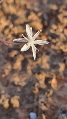 Strumaria discifera discifera