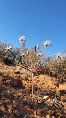 Strumaria discifera discifera