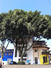 Ficus