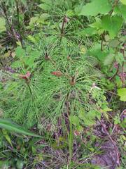 Equisetum sylvaticum image