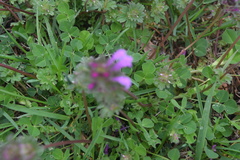Lamium amplexicaule