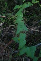 Dioscorea burchellii