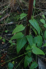 Dioscorea burchellii