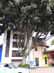 Ficus