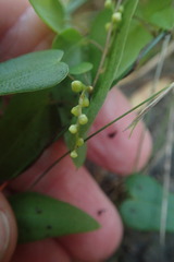 Dioscorea burchellii