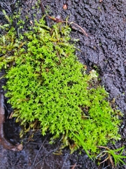 Diobelonella palustris