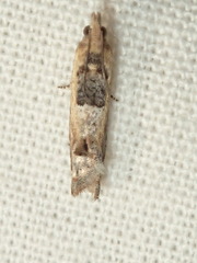 Spilonota constrictana