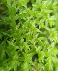 Diobelonella palustris