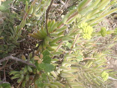 Crassula mesembryanthoides