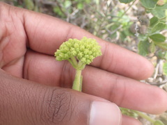 Crassula mesembryanthoides