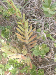 Crassula mesembryanthoides