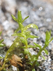 Diobelonella palustris