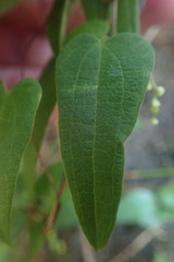 Dioscorea burchellii