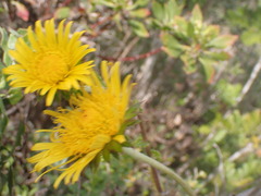 Berkheya decurrens