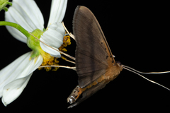 Filodes fulvidorsalis