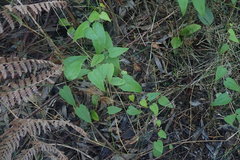 Dioscorea burchellii