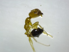 Trichomyrmex destructor